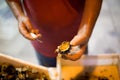 fisherman in Italy, sea Ã¢â¬â¹Ã¢â¬â¹urchins